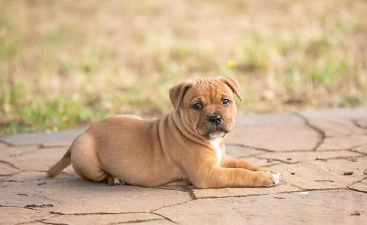 Staffordshire Bull Terrier